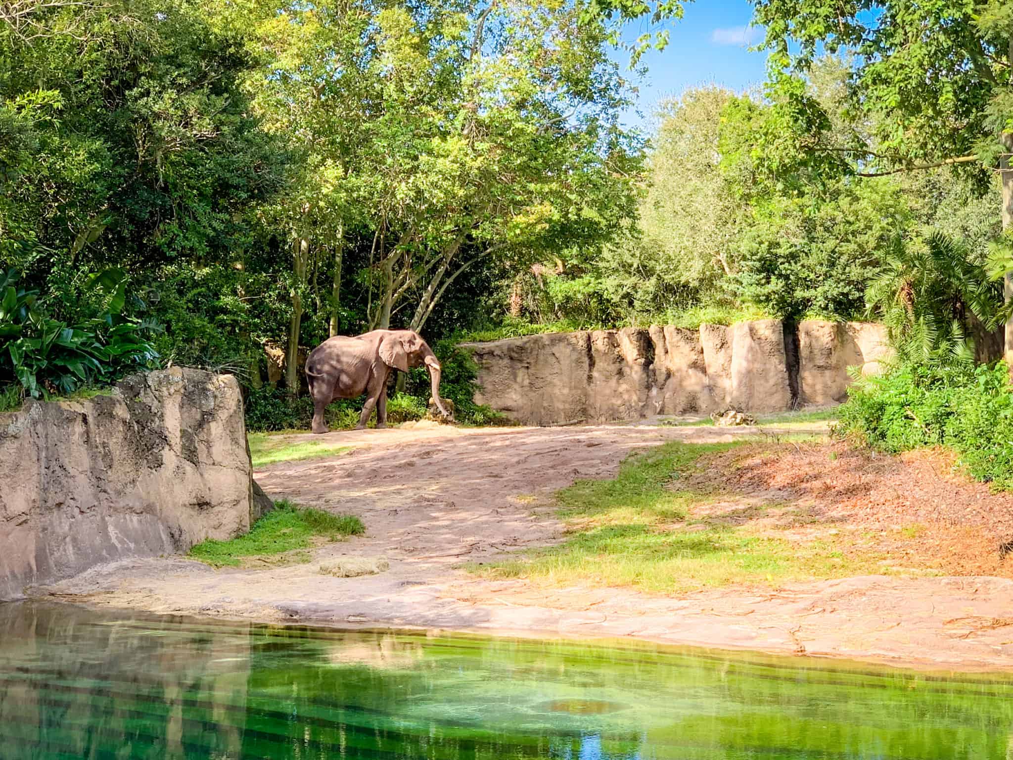 Elephant on the savanna at Kilimanjaro Safaris