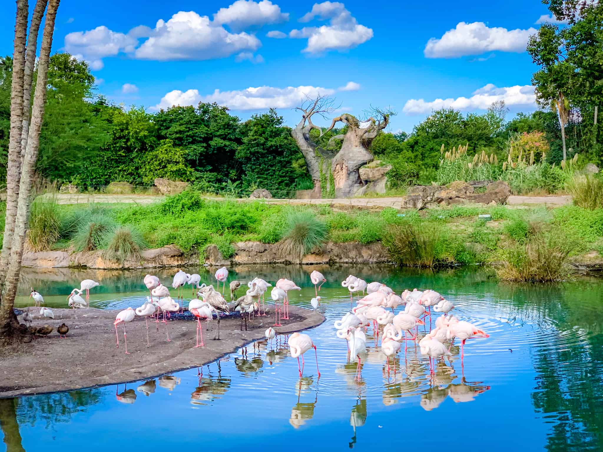 Flamingos at Animal Kingdom safari