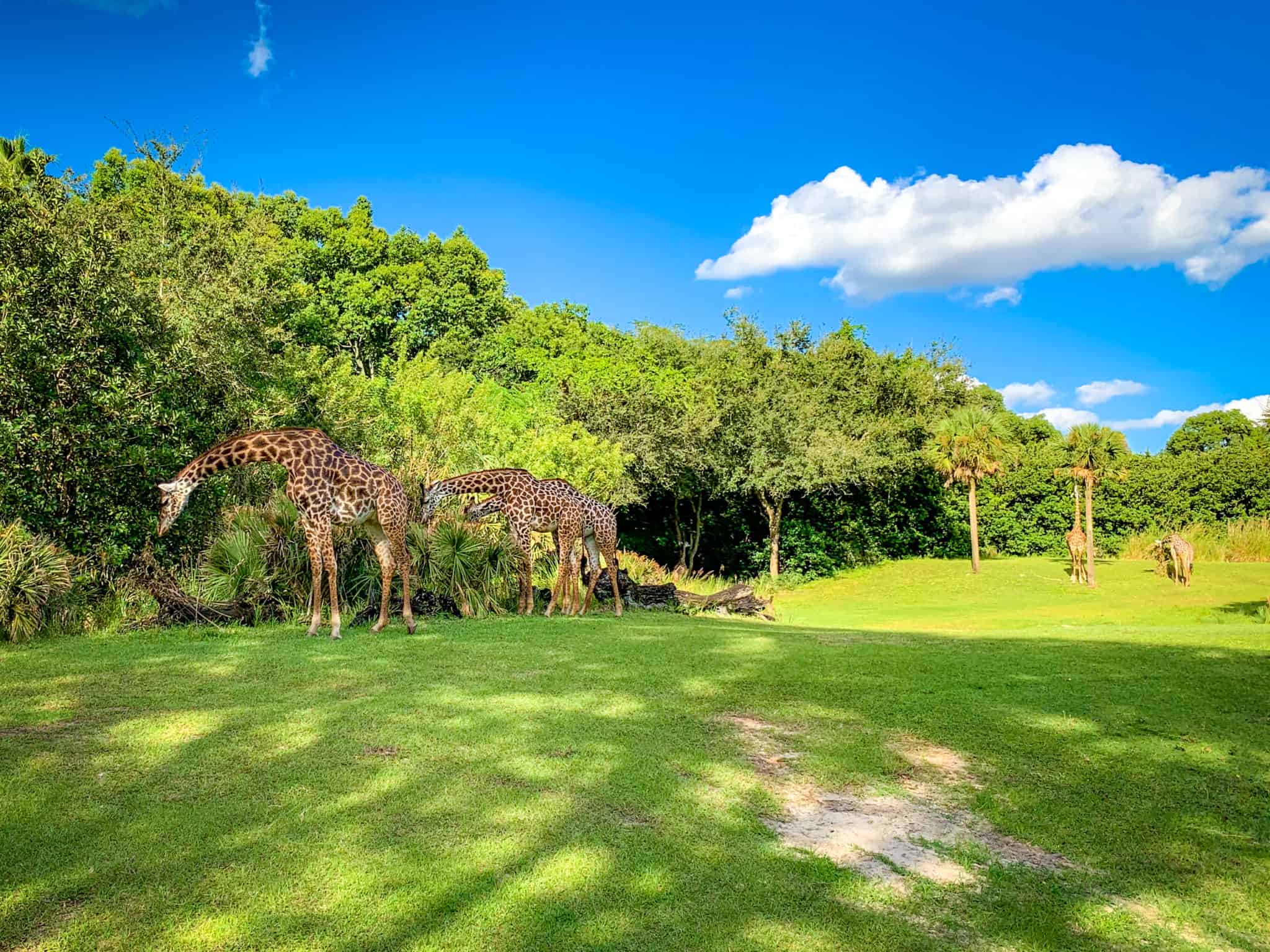 Giraffes on the Kilimanjaro Safaris savanna at Animal Kingdom