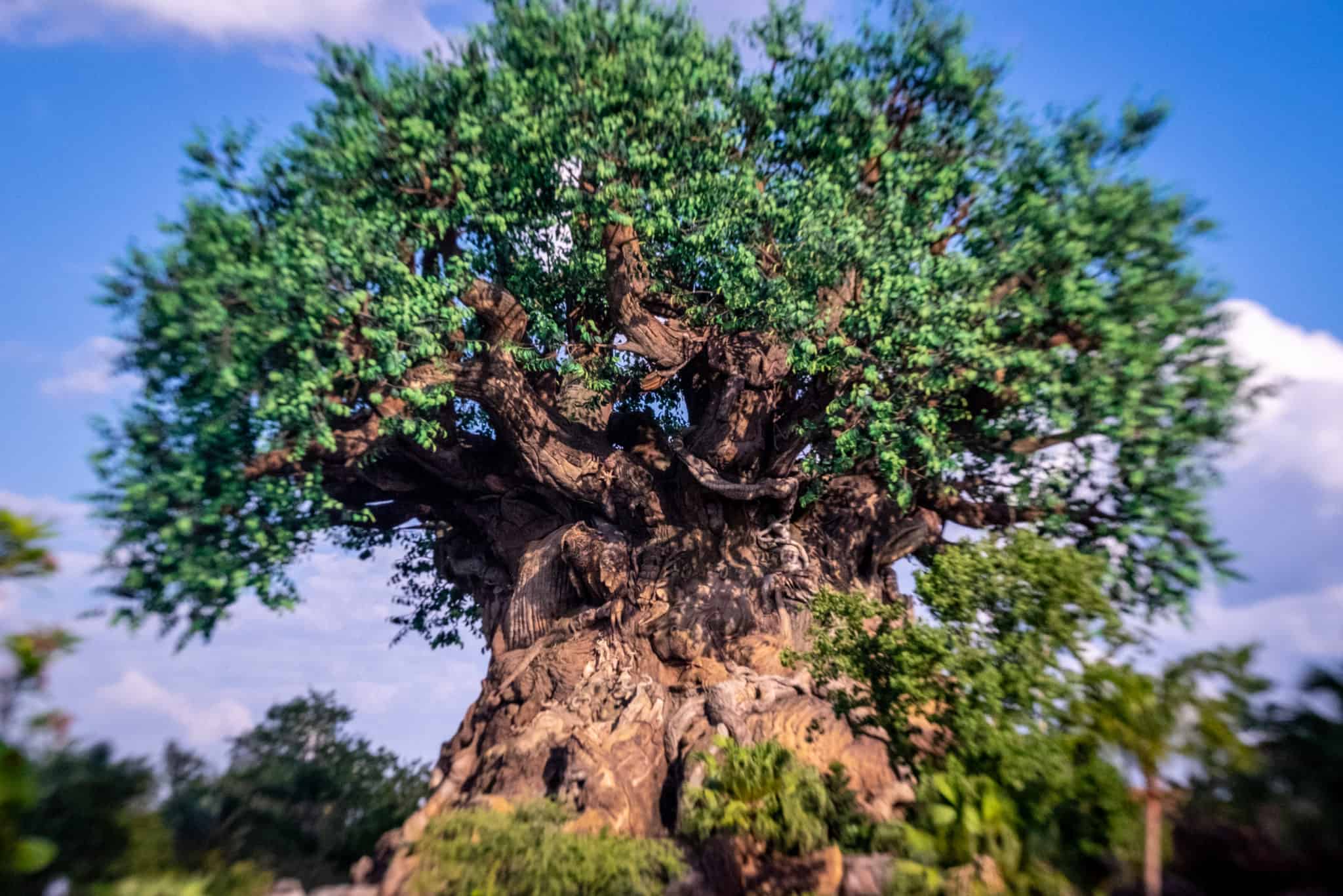 Tree of Life at Animal Kingdom — part of the marathon course