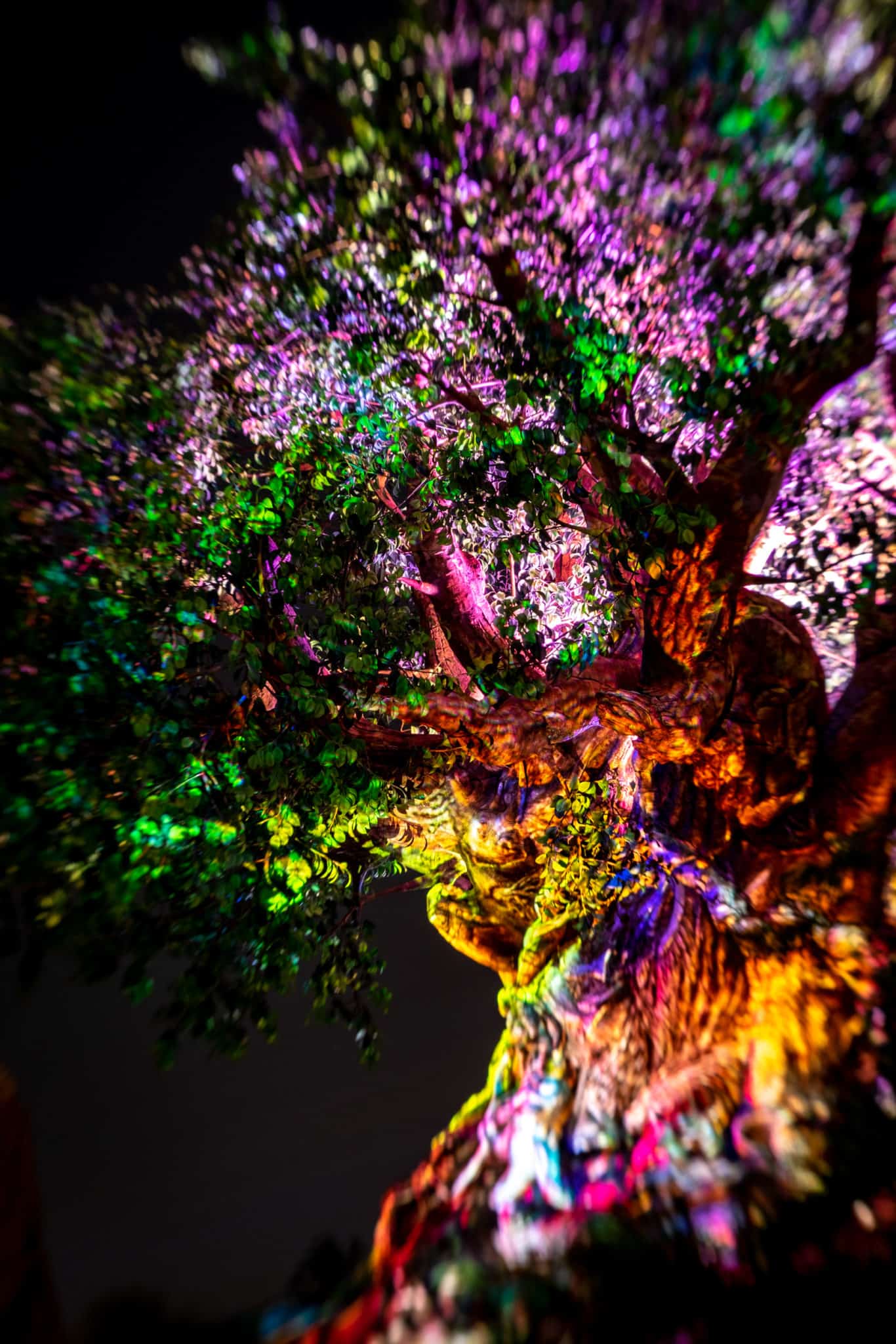 Tree of Life nighttime projections at Animal Kingdom